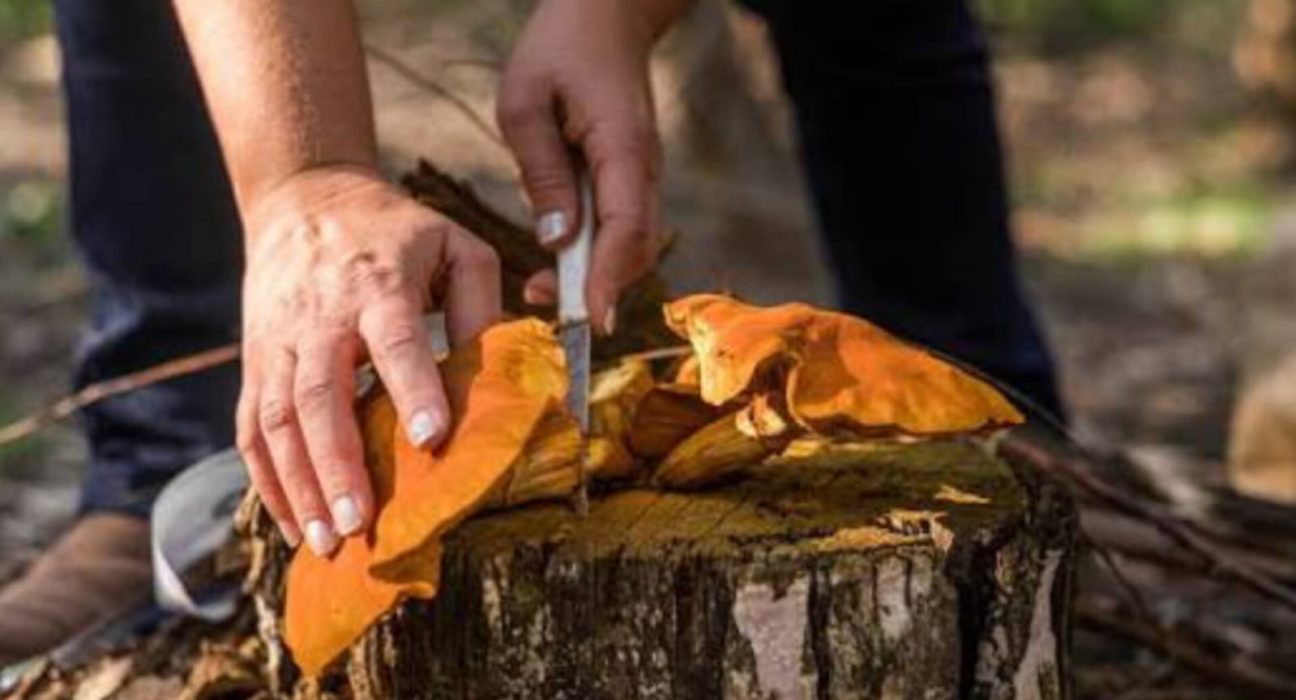 Montes del Plata impulsa una nueva edición del Encuentro del Mundo Fungi en Orgoroso